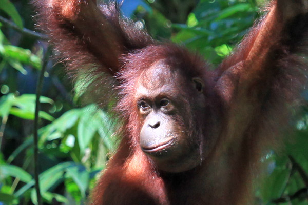 Close-up van Orang Oetan